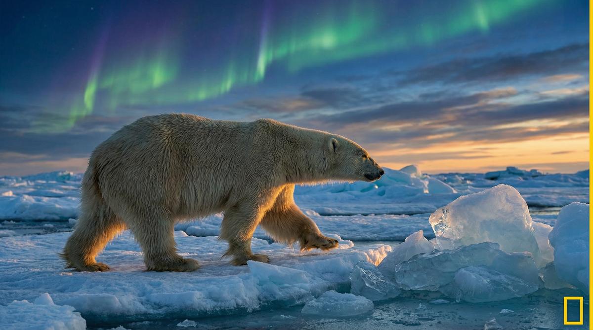 糖心北极熊视频